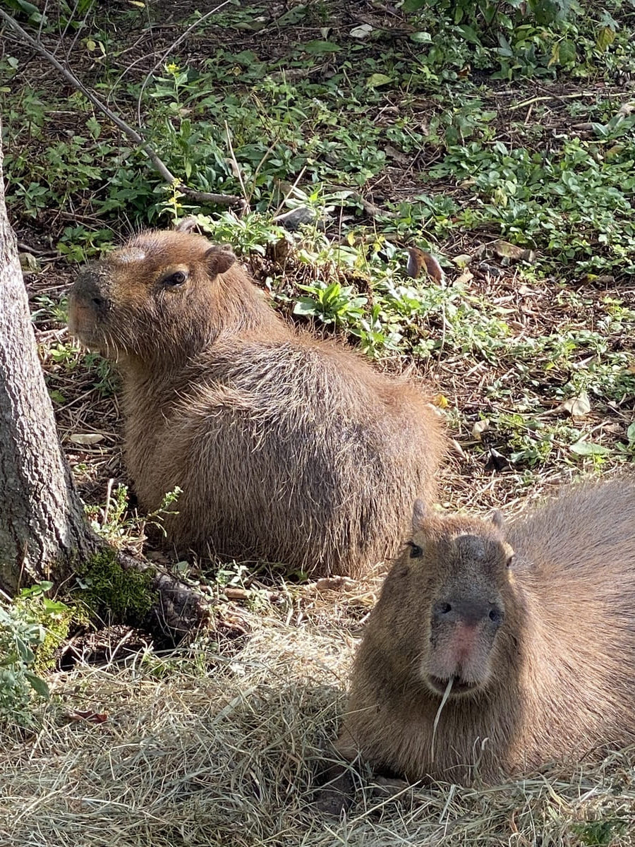 capibara