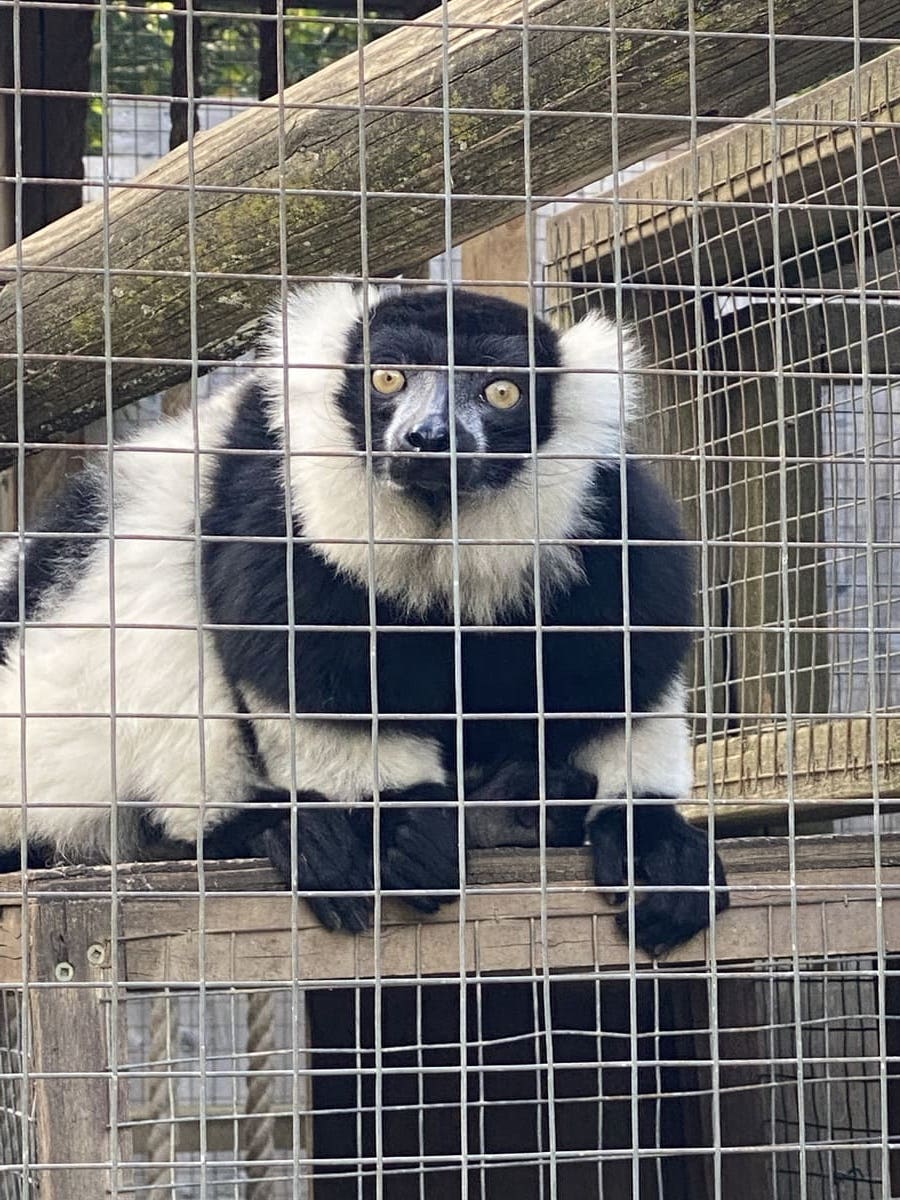 lemur