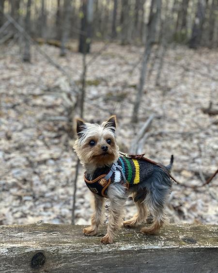 Image of a small dog in Limerick Forest