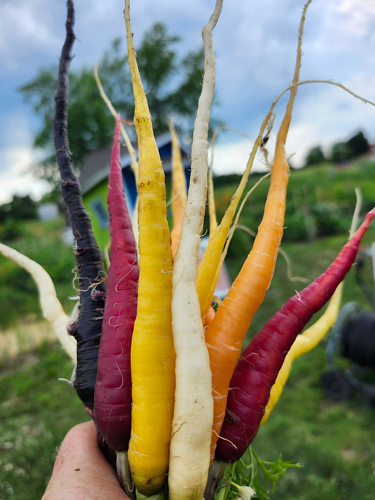 carrots