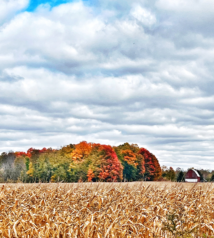 cornfield