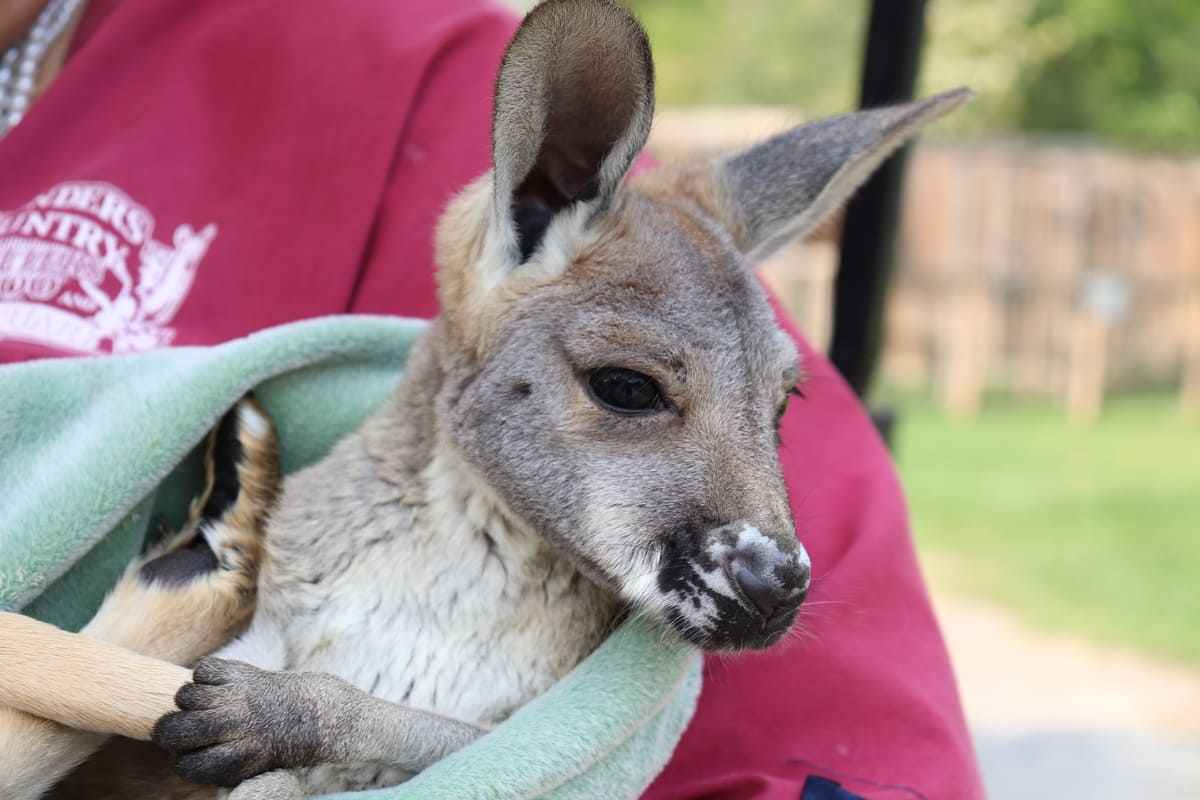 baby kangaroo