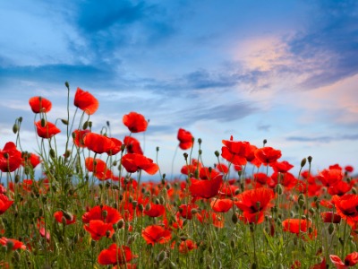 Royal Canadian Legion Branch 212 Kemptville to Dedicate “Lest We Forget” Crosswalk in Honour of Canada’s Veterans
