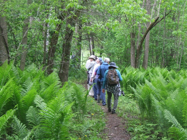 birdwalk.jpg