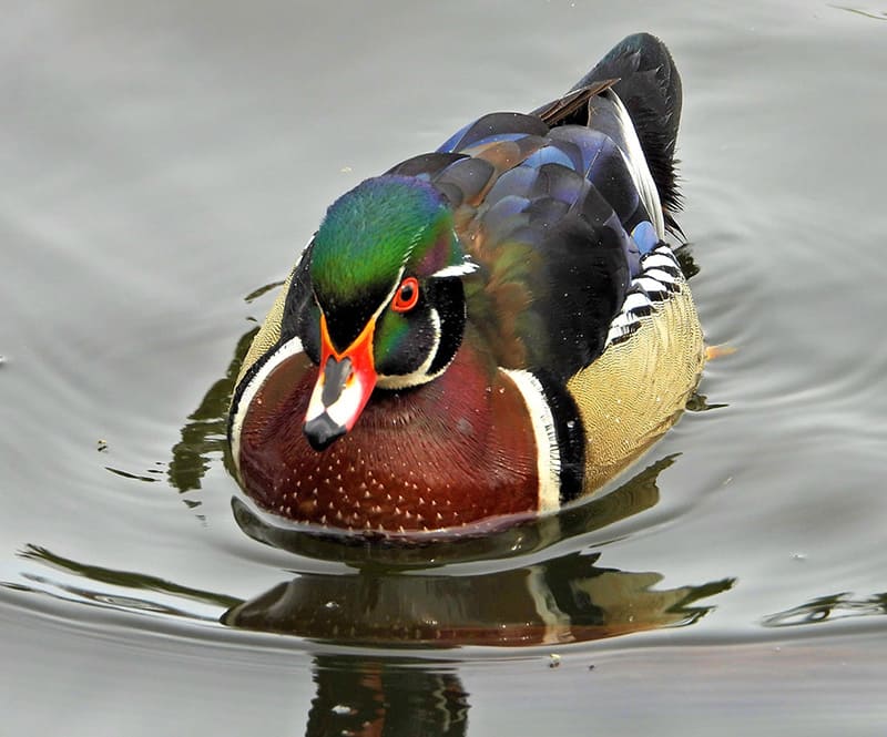 wood duck