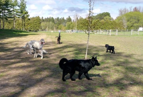 Ferguson Forest Centre Dog Park