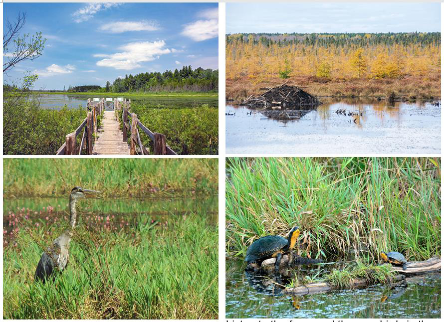 Images of north tract limerick forest